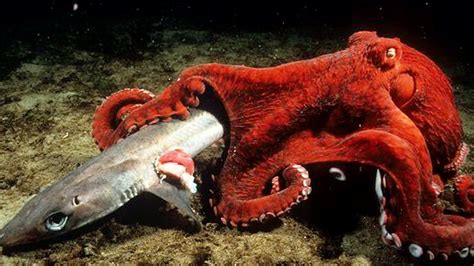 1000 Ideas About Octopus Eating On Pinterest Octopuses Pint Of
