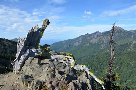 Hurricane Ridge Olympic National Park Washington State National