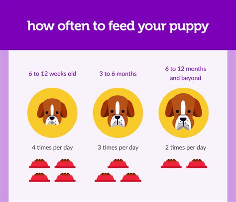 Following the 90/10 rule can help prevent weight gain and other health problems in adulthood. Not Sure How Much You Should Feed Your Puppy We Re Here To