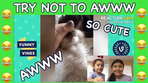 Try Not To Aww Challenge Youtube