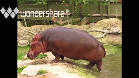 Hippo Has Explosive Diarrhea Youtube