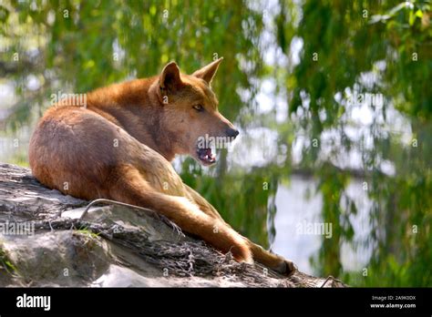 Canis Lupus Dingo Hi Res Stock Photography And Images Alamy