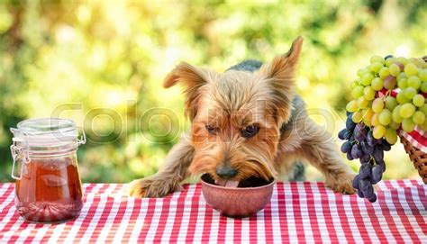 The Dog Eats Food From A Bowl On A Stock Image Colourbox