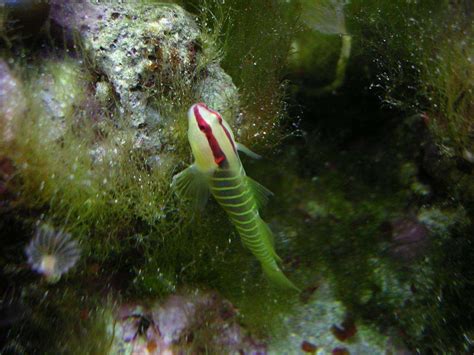 Male And Female Green Banded Gobies Fish Forum Nano Forums