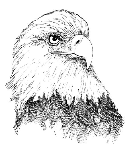 Sketch Drawing Eagles Sketch Drawing Idea