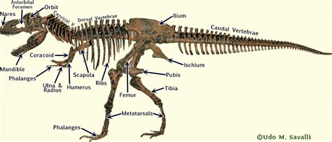 Bio370 Dinosaur Skeletons