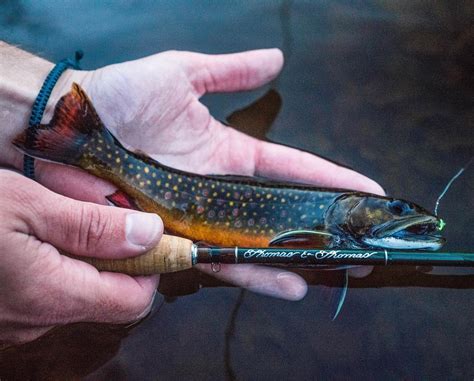 Flylords Did You Know The Female Brook Trout Can Lay Up