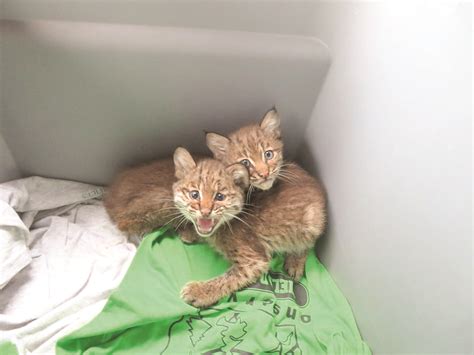 Bobcat Kittens Found Along Ohio 7 News Sports Jobs The Times Leader