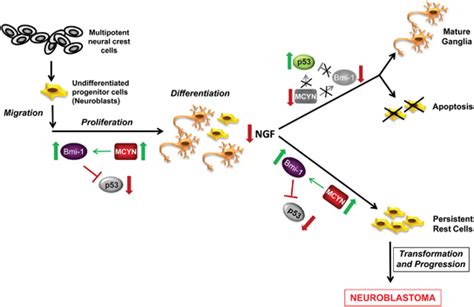 A Model For Neuroblastoma Initiation Following Migration From The