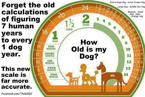 How many years are in a dog year? How Old is Your Dog? : Doggies.com Dog Blog