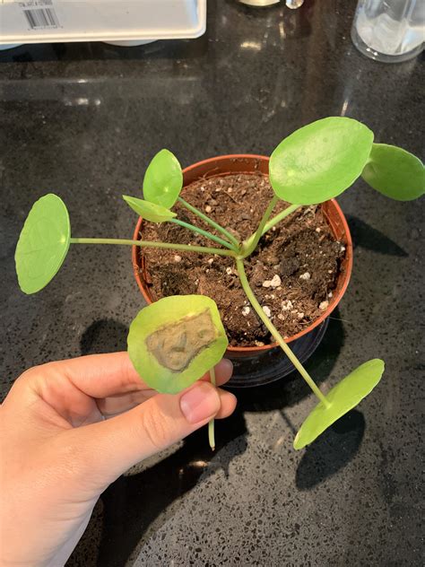 Pilea fresh from the plant store has leaves falling off with black