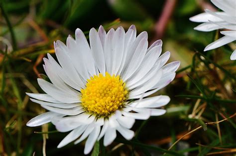 Daisy Flower Meadow Pointed Free Photo On Pixabay Pixabay
