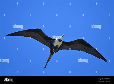 Frigate Bird Flying Stock Photo Alamy