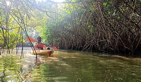 Mangrove Forests Kayaking In North Goa