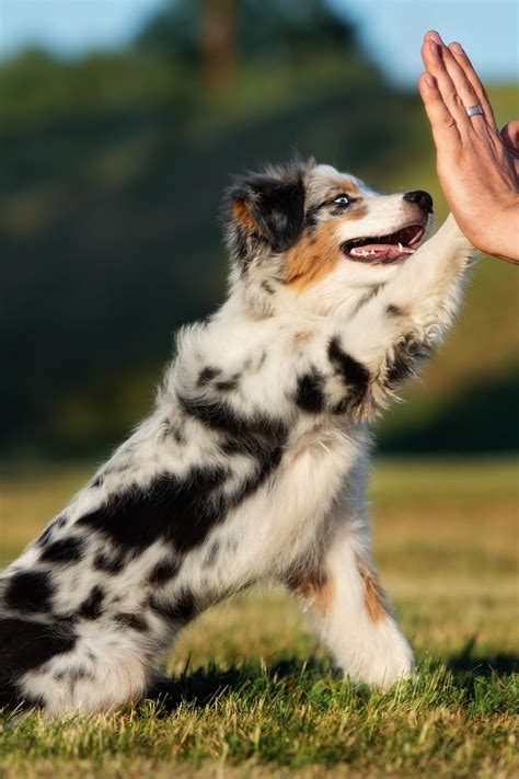 Australian Shepherd Dogs Talk To Dogs