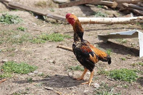 Tavuk Cinsleri ve Özellikleri Nelerdir Tavuk Çeşitleri ve İsimleri