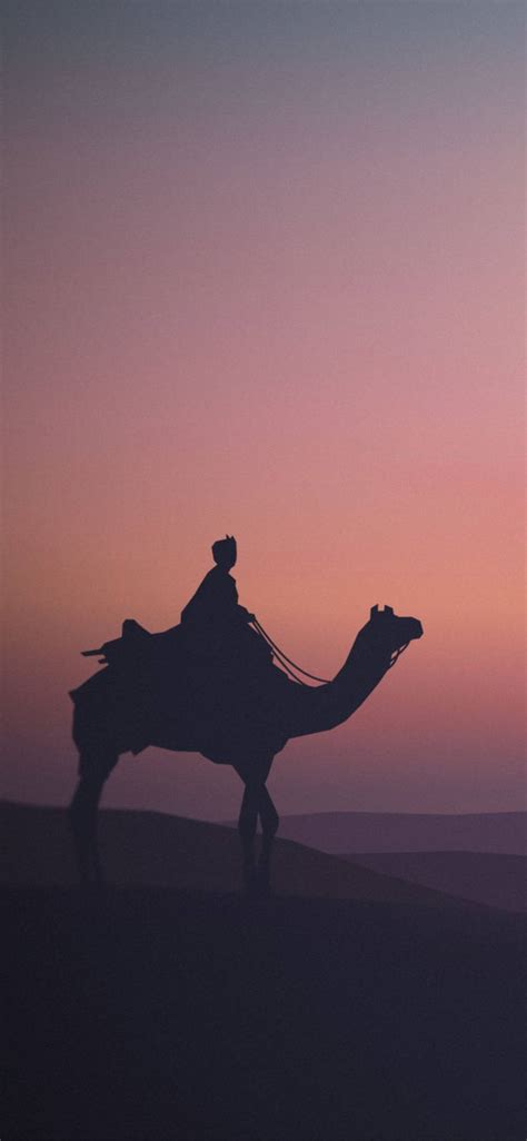 Top 999 Camel Wallpaper Full Hd 4k Free To Use