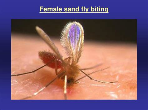 Ppt Biology Of Phlebotomine Sand Flies Diptera Psychodidae