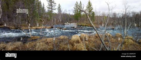 Spring Flood In The Forest Panorama Stock Photo Alamy