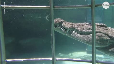 You Can Dive With 14 Foot Crocodiles