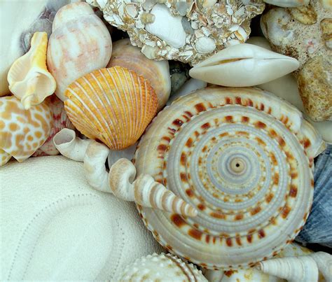 Classifying Seashells Seashells By Millhill