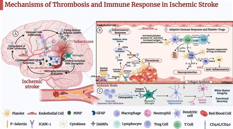 Frontiers Thrombo Inflammation And Immunological Response In Ischemic