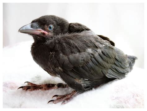 Baby Crows And Ravens Start Out With Blue Eyes And Light Colored Beaks