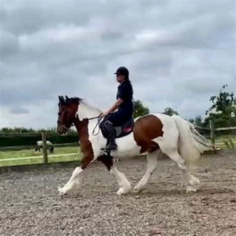 152hh 9 Year Old Gelding For Sale In Gloucestershire South West