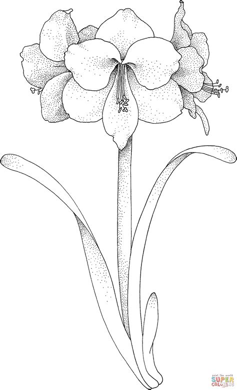 amaryllis flower coloring page  printable coloring pages