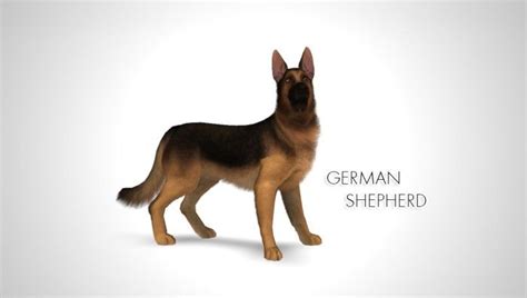 A German Shepherd Dog Standing In Front Of A White Background With The
