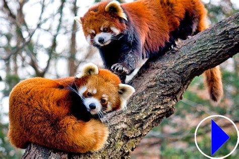 Live Red Panda Webcam Trevor Zoo Millbrook School New York