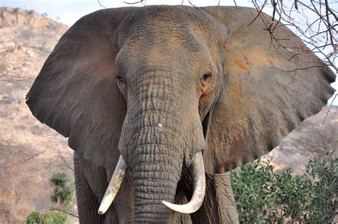 Afrikanischer Elefant Foto And Bild Reisen Afrika Wildlife Bilder Auf