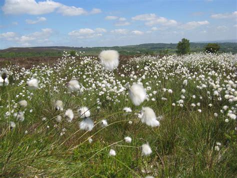 Common Cotton Grass Sheffield And Rotherham Wildlife Trust