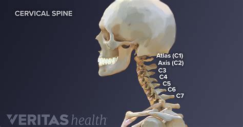 Spine Vertebrae Numbers