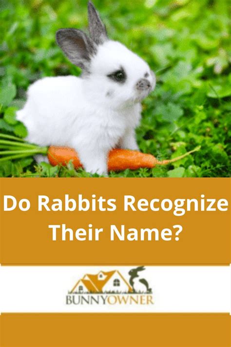 Do Rabbits Recognize Their Name In 2023 Rabbit Pet Bunny Rabbits