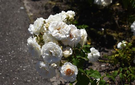 Beautiful White Roses In The Garden Stock Photo Image Of Gardens