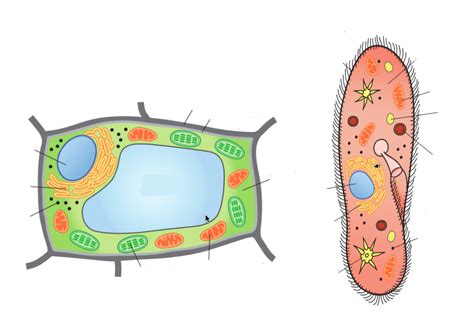Plant And Protist Cell Structures Diagram Quizlet