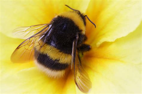 18 Different Types Of Bees With Pictures
