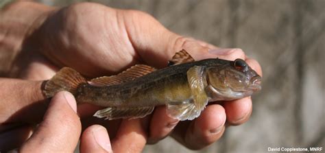 Fishing For Facts How Is The Round Goby So Successful State Of The Bay