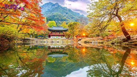 Tour Du Lịch Hàn Quốc TrẢi NghiỆm MÙa Thu 2023 Seoul Nami Lotte