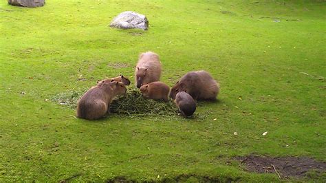 Maybe you would like to learn more about one of these? Zoologischer Garten Berlin | Garden sculpture, Outdoor ...