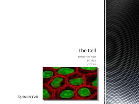 Ppt The Cell Powerpoint Presentation Free Download Id4249240