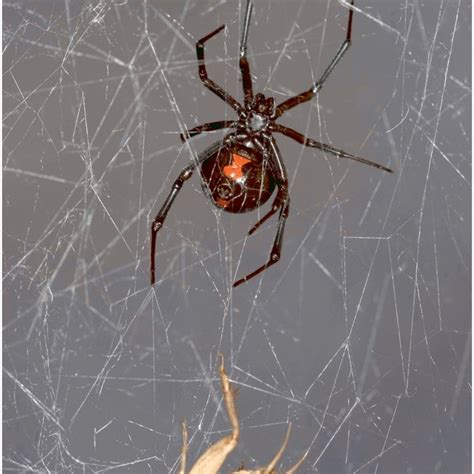 Southern Black Widow Spider Latrodectus Mactans With Its Prey House