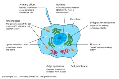 Cell Organelles And Their Functions
