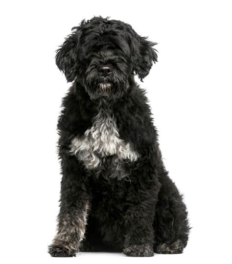 Portuguese Water Dog Dog Breed Characteristics History Appearance