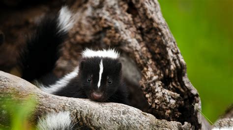 How To Get Rid Of Skunks In 5 Easy Steps