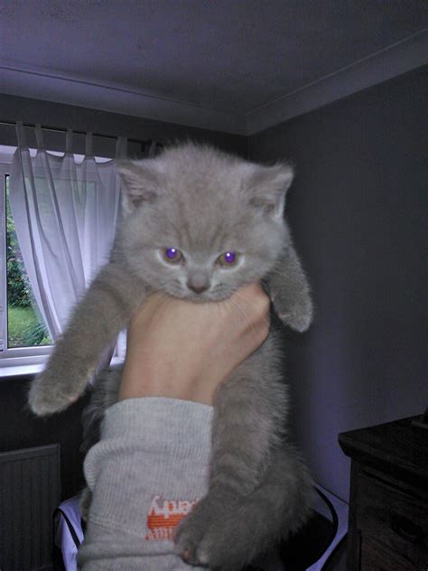 British Shorthair Blue Kittens For Sale Uk Rtkrockytopkid