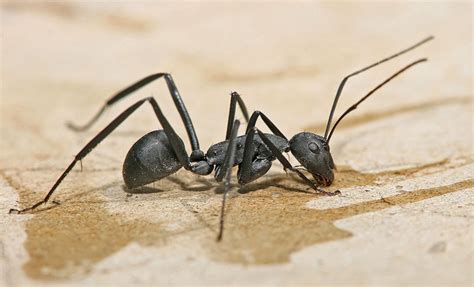 Ant Identification And Guide To 8 Common Types Owlcation