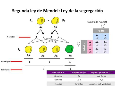 Ppt Leyes De La Herencia Powerpoint Presentation Free Download Id