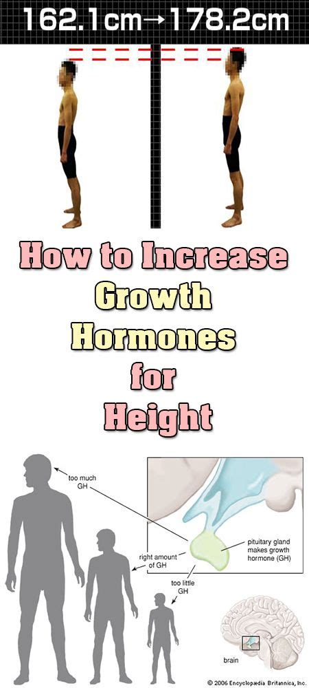How to increase appetite naturally: Grow 3 Inches Taller | Increase height exercise, How to ...